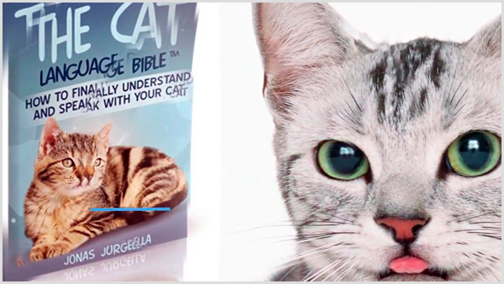 Cat Language Bible Review – Does It Book Work Or Scam?